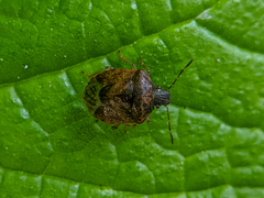 Cosmopepla intergressa