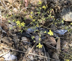 Hesperolinon breweri