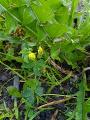 Medicago lupulina