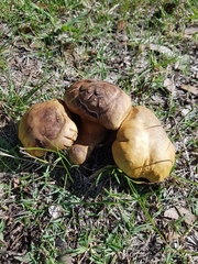 Phylloporus clelandii