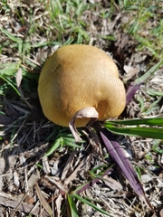 Phylloporus clelandii