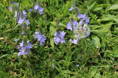 Veronica prostrata