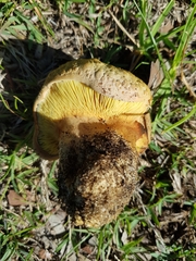 Phylloporus clelandii