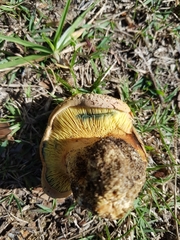 Phylloporus clelandii