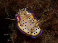 Goniobranchus kuniei