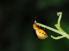 Paragetocera involuta