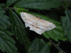 Calletaera postvittata