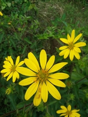 Silphium asperrimum