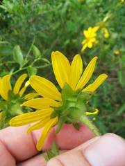 Silphium asperrimum