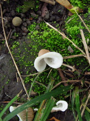 Crepidotus albidus