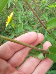 Silphium asperrimum