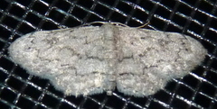 Idaea violacearia