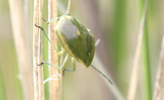 Chlorochroa uhleri