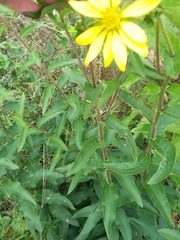 Silphium asperrimum