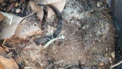 Iris oratoria