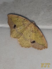 Antepione thisoaria