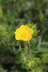 Potentilla hirta