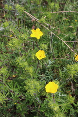 Potentilla hirta