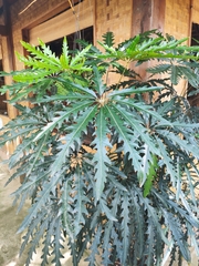 Plerandra elegantissima