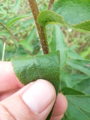 Silphium asperrimum