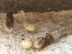 Latrodectus geometricus