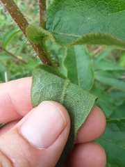 Silphium asperrimum