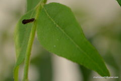 Diaphorina