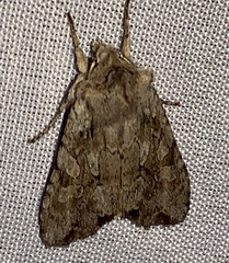 Lithophane disposita