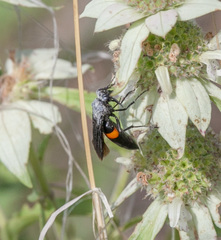 Stizoides renicinctus