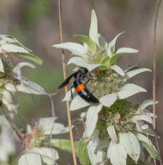 Stizoides renicinctus