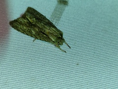 Acronicta denticulata