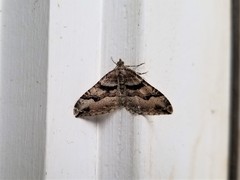 Xanthorhoe defensaria