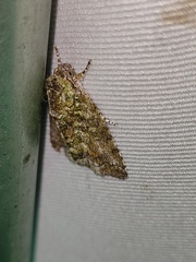 Acronicta denticulata