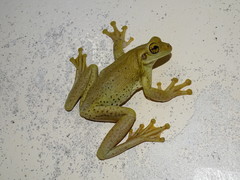 Trachycephalus mesophaeus