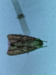 Acronicta denticulata