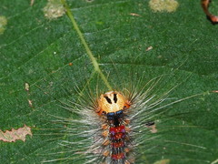 Lymantria xylina