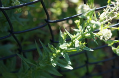 Thlaspi arvense