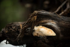 Spongiporus leucospongia