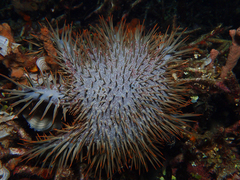 Acanthaster