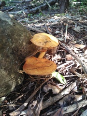 Gymnopilus junonius