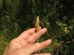 Phalaris caroliniana