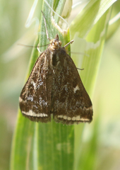 Loxostege sticticalis
