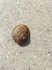 Cornu aspersum