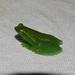 Bokermann's Hatchet-faced Tree Frog - Photo (c) Augusto Rosa, some rights reserved (CC BY-NC), uploaded by Augusto Rosa