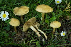 Agrocybe sororia