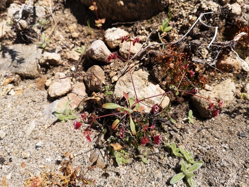 Image of Sidotheca emarginata by (c) Jordan Zylstra, some rights reserved (CC BY)