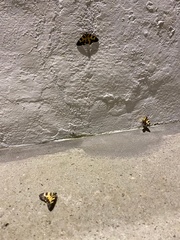 Pantherodes pardalaria