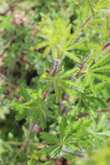 Potentilla hirta