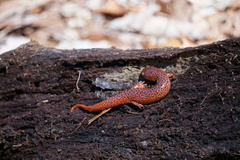 Pseudotriton ruber schencki