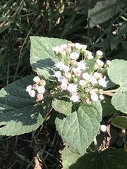 Ageratina petiolaris
